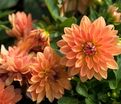 Георгин Мелоди Свинг (Dahlia Melody Swing) — фото 3