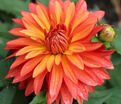 Георгин Мелоди Свинг (Dahlia Melody Swing) — фото 4
