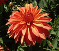 Георгин Мелоди Свинг (Dahlia Melody Swing) — фото 5