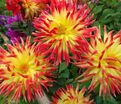 Георгин Мерлуза (Dahlia Merluza) — фото 2