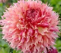 Георгин Мертис Фолли (Dahlia Myrtle's Folly) — фото 2