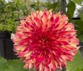 Георгин Мертис Фолли (Dahlia Myrtle's Folly) — фото 3