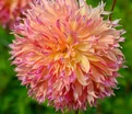 Георгин Мертис Фолли (Dahlia Myrtle's Folly) — фото 4