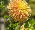 Георгин Мингус Джошуа (Dahlia Mingus Joshua) — фото 2