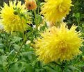 Георгин Мингус Джошуа (Dahlia Mingus Joshua) — фото 3