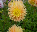 Георгин Мингус Джошуа (Dahlia Mingus Joshua) — фото 4