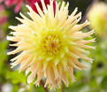 Георгин Мингус Джошуа (Dahlia Mingus Joshua) — фото 5