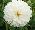Георгин Мьяма Фубуки (Dahlia Myama Fubuki) — фото 2