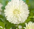 Георгин Мьяма Фубуки (Dahlia Myama Fubuki) — фото 3