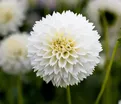 Георгин Мьяма Фубуки (Dahlia Myama Fubuki) — фото 4