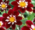 Георгин Мэри Эвелин (Dahlia Mary Evelyn) — фото 2