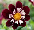 Георгин Мэри Эвелин (Dahlia Mary Evelyn) — фото 3