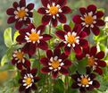 Георгин Мэри Эвелин (Dahlia Mary Evelyn) — фото 4