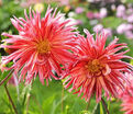 Георгин Намара (Dahlia Namara) — фото 2