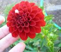 Георгин Несцио (Dahlia Nescio) — фото 2