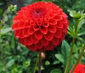 Георгин Несцио (Dahlia Nescio) — фото 4