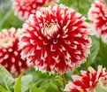 Георгин Ноэль (Dahlia Noel) — фото 2