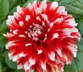 Георгин Ноэль (Dahlia Noel) — фото 3