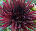 Георгин Нуит д'Эте (Dahlia Nuit d'ete) — фото 2