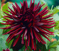 Георгин Нуит д'Эте (Dahlia Nuit d'ete) — фото 3