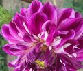 Георгин Оптик Иллюжн (Dahlia Optic Illusion) — фото 2
