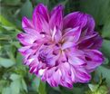 Георгин Оптик Иллюжн (Dahlia Optic Illusion) — фото 3