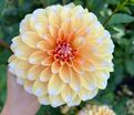 Георгин Оранж Перфекшн (Dahlia Orange Perception) — фото 3