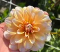 Георгин Оранж Перфекшн (Dahlia Orange Perception) — фото 4