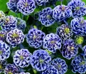 Аквилегия 'Winky Blue and White' — фото 2