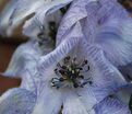 Аконит 'Stanless Stell' — фото 2