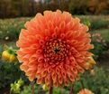 Георгин Джовей Линда (Dahlia Jowey Linda) — фото 2