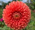 Георгин Джовей Линда (Dahlia Jowey Linda) — фото 3