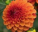 Георгин Джовей Линда (Dahlia Jowey Linda) — фото 4