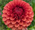 Георгин Браун Шуга (Dahlia Brown Sugar) — фото 3