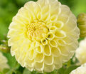 Георгин Бум Бум Еллоу (Dahlia Boom Boom Yellow) — фото 2