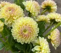 Георгин Бум Бум Еллоу (Dahlia Boom Boom Yellow) — фото 3
