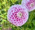 Георгин Маршмеллоу Бэйби (Dahlia Marshmallow Baby) — фото 2
