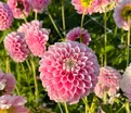 Георгин Маршмеллоу Бэйби (Dahlia Marshmallow Baby) — фото 3