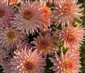 Георгин Генриетта (Dahlia Henriette) — фото 2