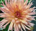 Георгин Генриетта (Dahlia Henriette) — фото 3