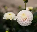 Георгин Вайт Визард (Dahlia White Wizard) — фото 3