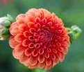 Георгин Вэлли Раст Бакет (Dahlia Valley Rust Bucket) — фото 2