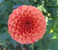 Георгин Вэлли Раст Бакет (Dahlia Valley Rust Bucket) — фото 3