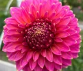 Георгин Блумквист Моджо (Dahlia Bloomquist Mojo) — фото 2