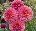 Георгин Блумквист Моджо (Dahlia Bloomquist Mojo) — фото 3