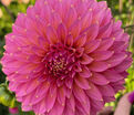 Георгин Блумквист Моджо (Dahlia Bloomquist Mojo) — фото 4