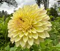 Георгин Блумквист Блаш (Dahlia Bloomquist Blush) — фото 2