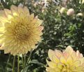 Георгин Блумквист Блаш (Dahlia Bloomquist Blush) — фото 3