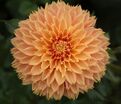 Георгин Блумквист Сью (Dahlia Bloomquist Sue) — фото 2