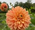 Георгин Блумквист Сью (Dahlia Bloomquist Sue) — фото 3